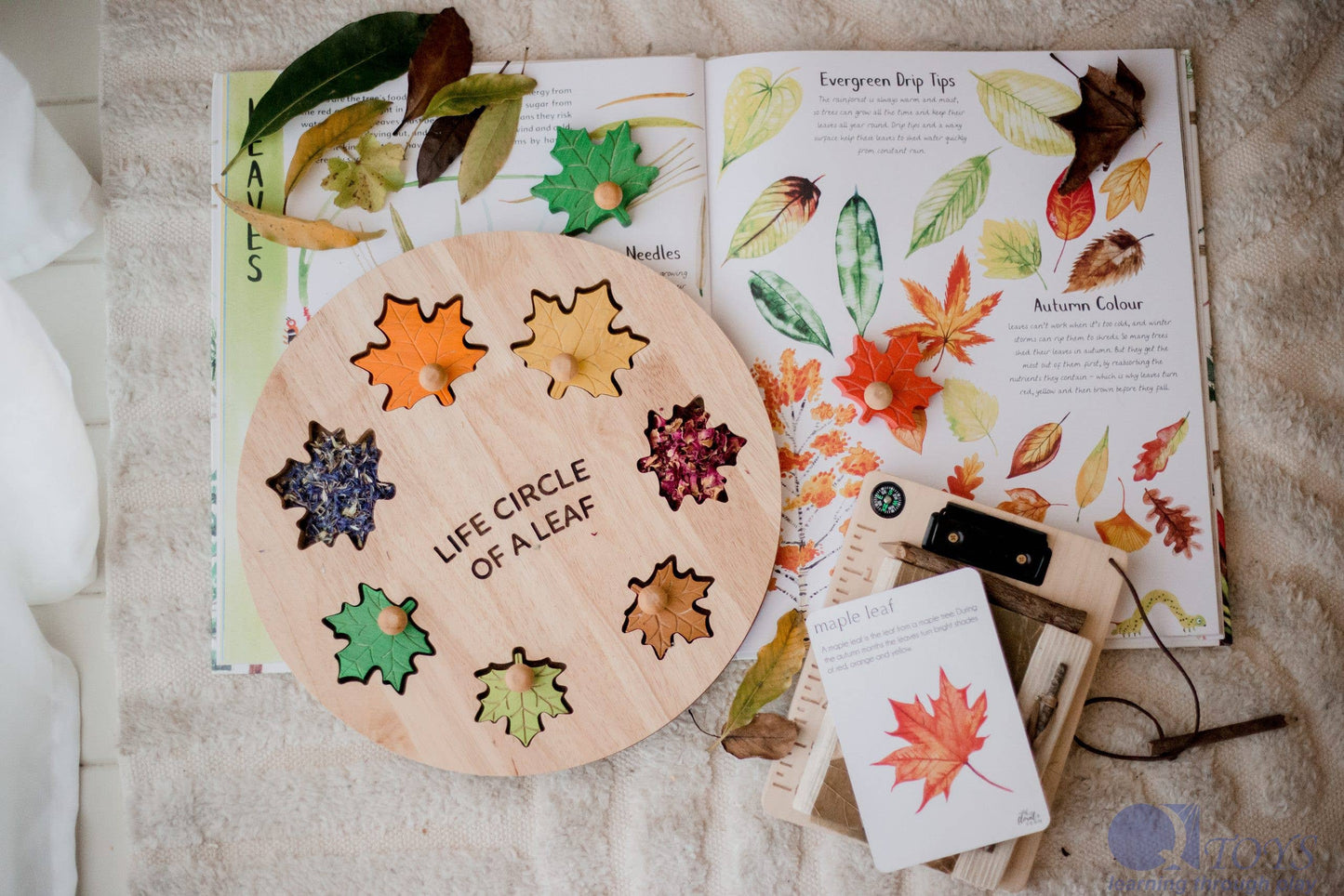 Wooden life cycle of a leaf chart with colored leaves and a book on a textured surface.