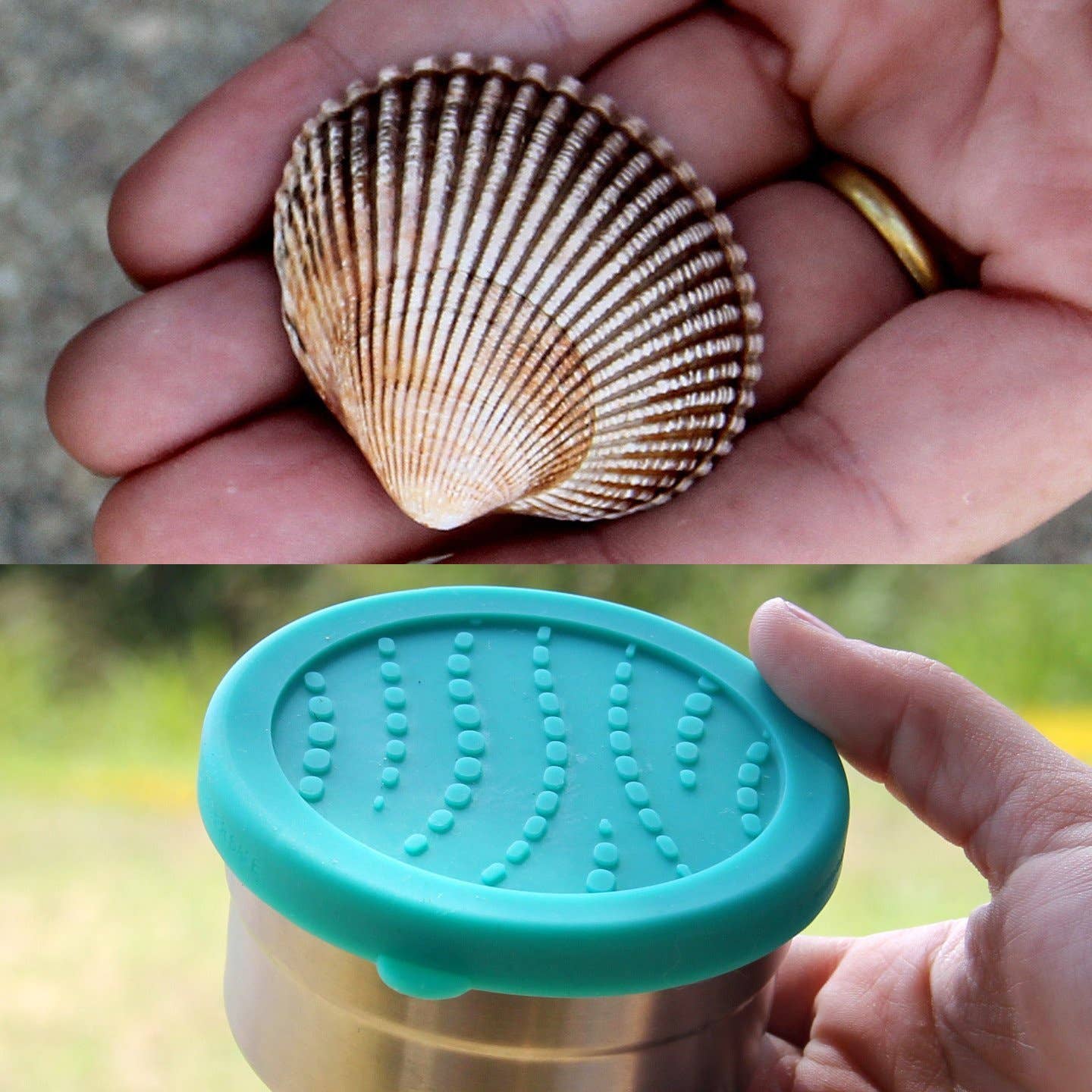 Top: Close-up of a shell held in a hand. Bottom: metal snack container with teal silicone lid