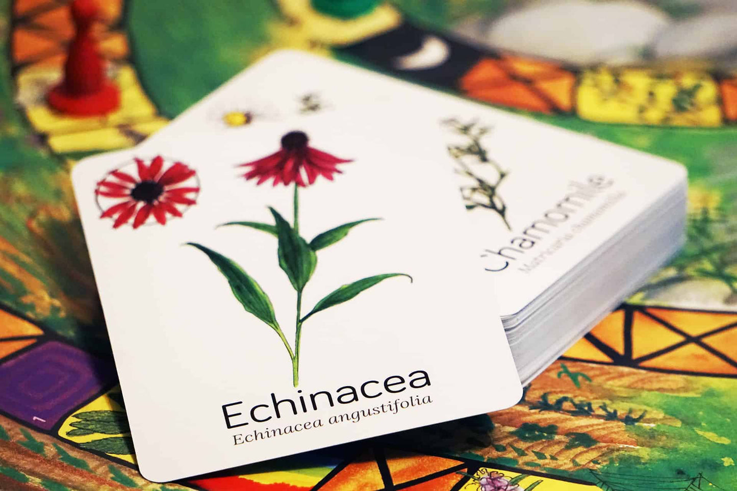 echinacea plant card from wildcraft game