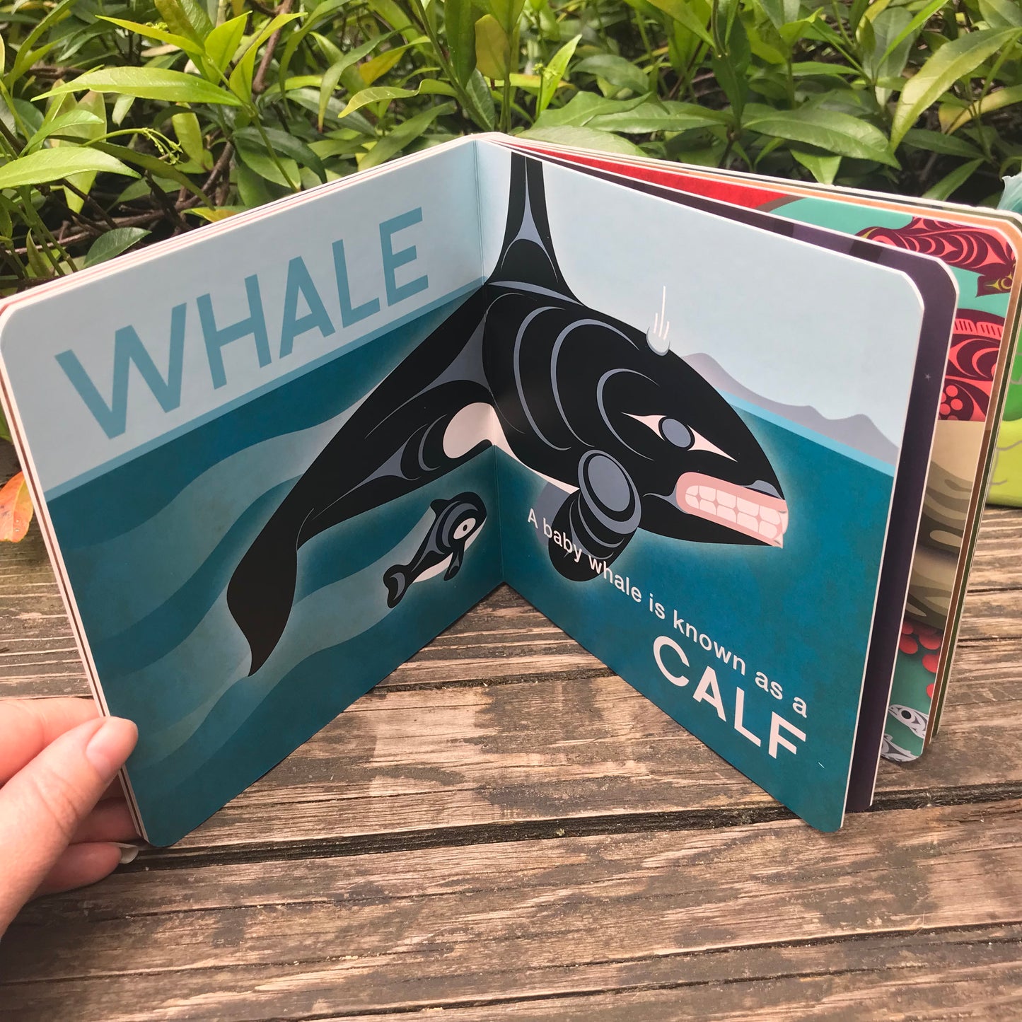 Orca whale page of the Animals & Their Babies Board book
