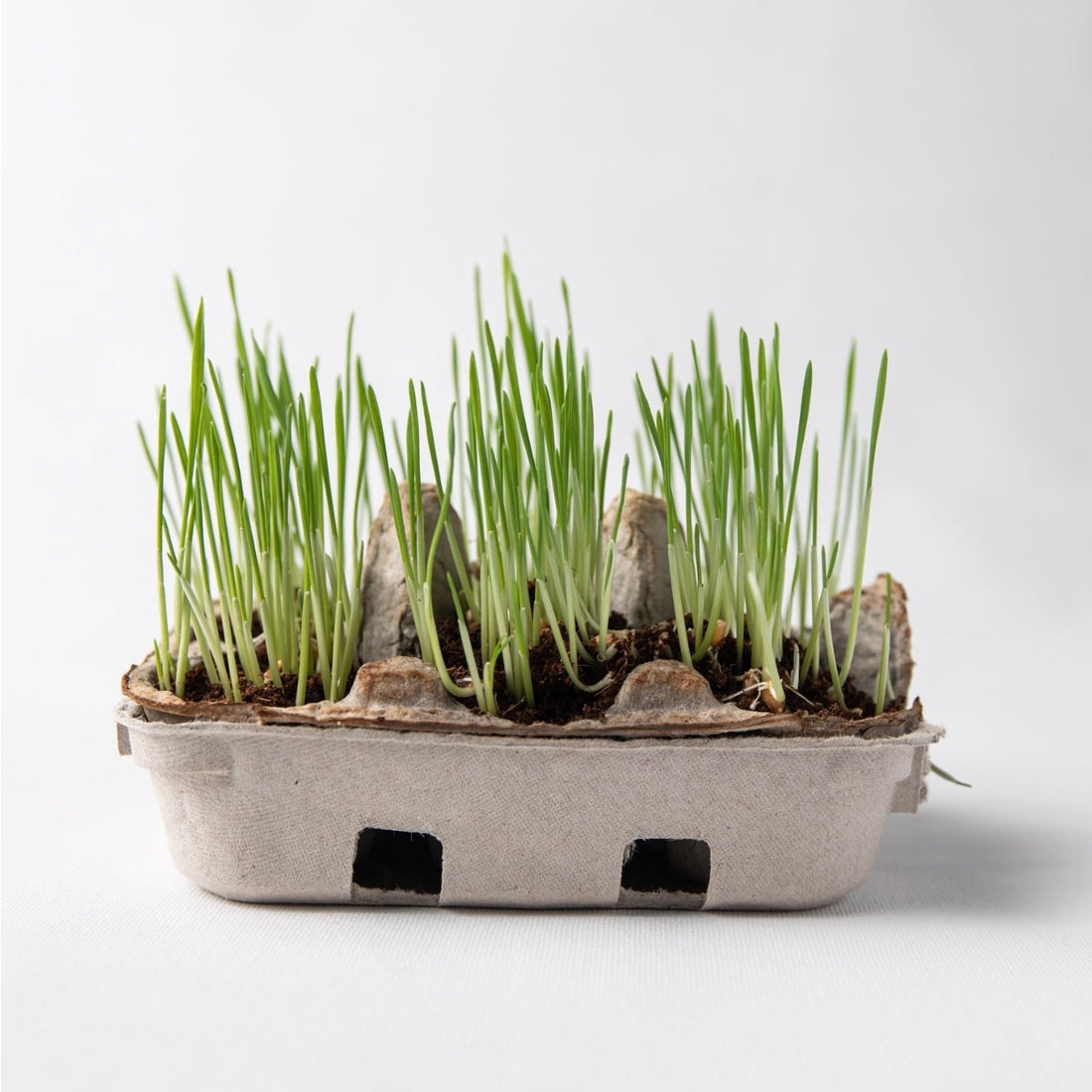 Grass grown in natural egg coloring kit box