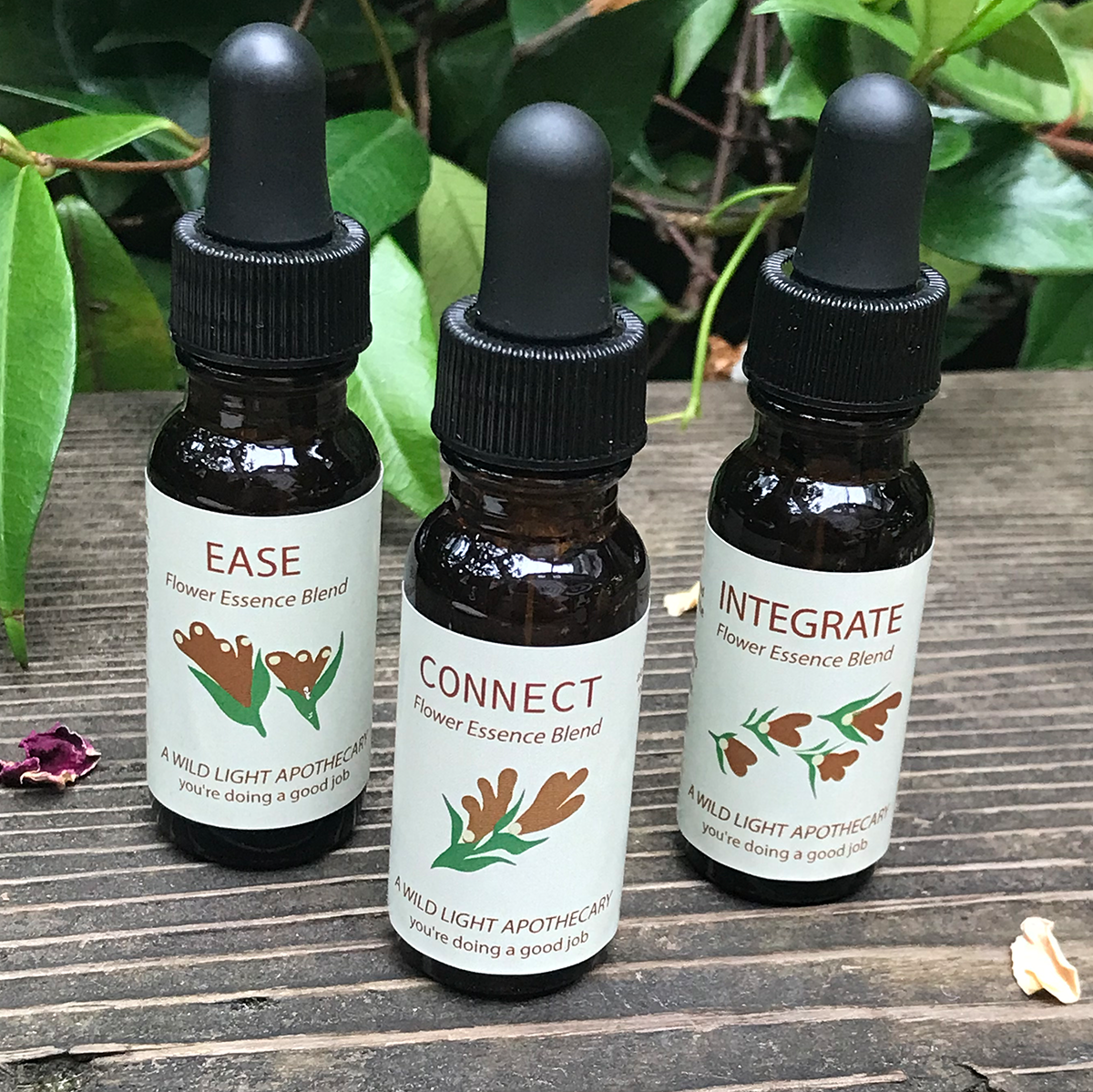 Flower Essences ease, connect, integrate Tinctures by a Wild Light Apothecary