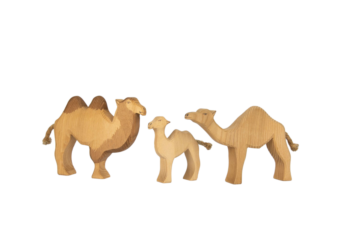 Camel family