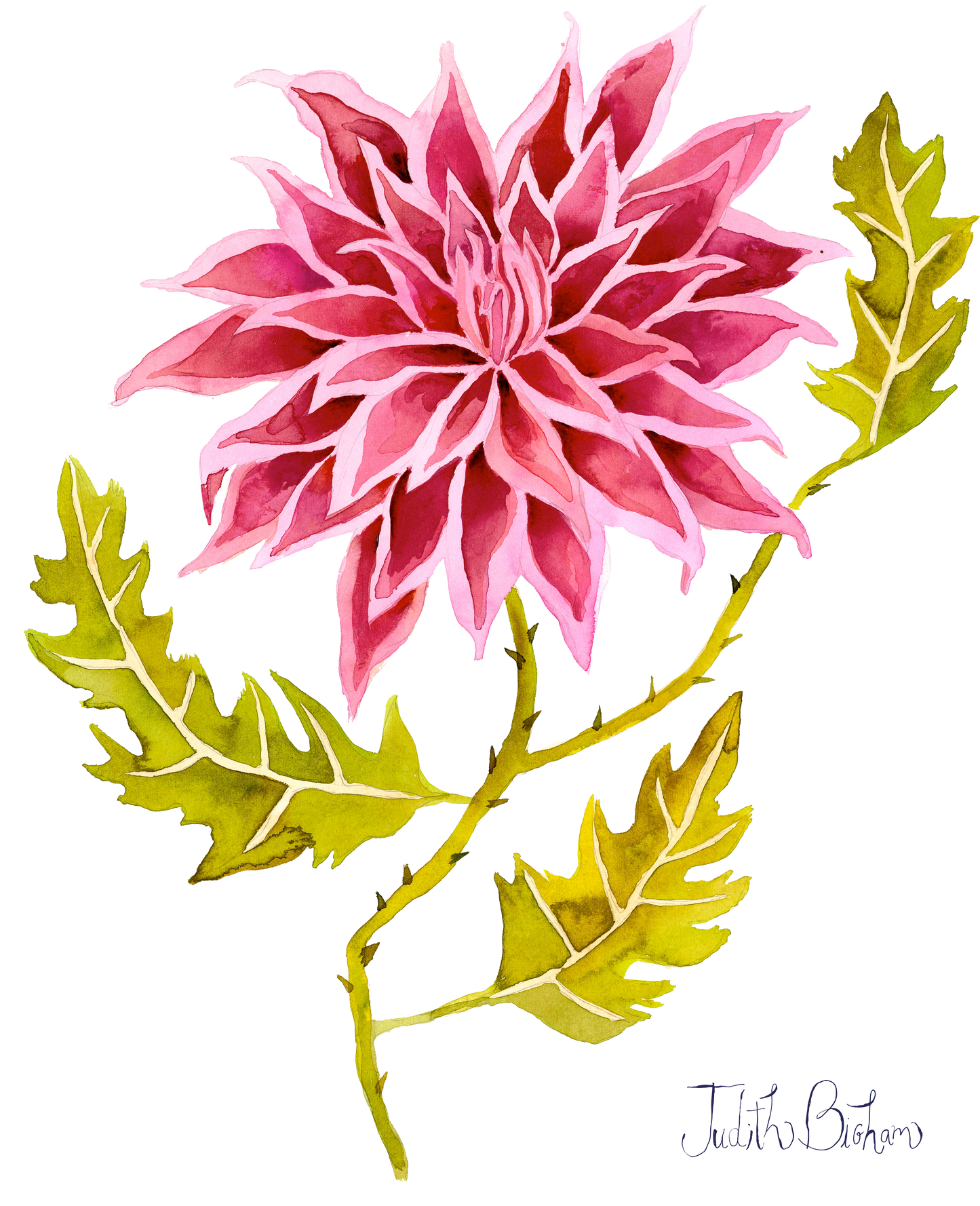 Organic Pink Dahlia Onesie