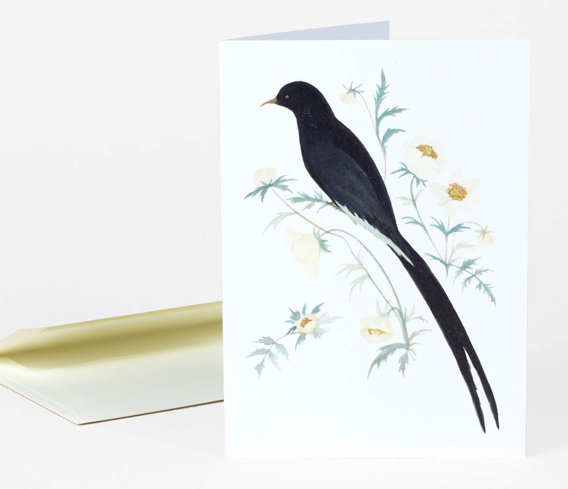 Black Winged Bird of Paradise greeting card